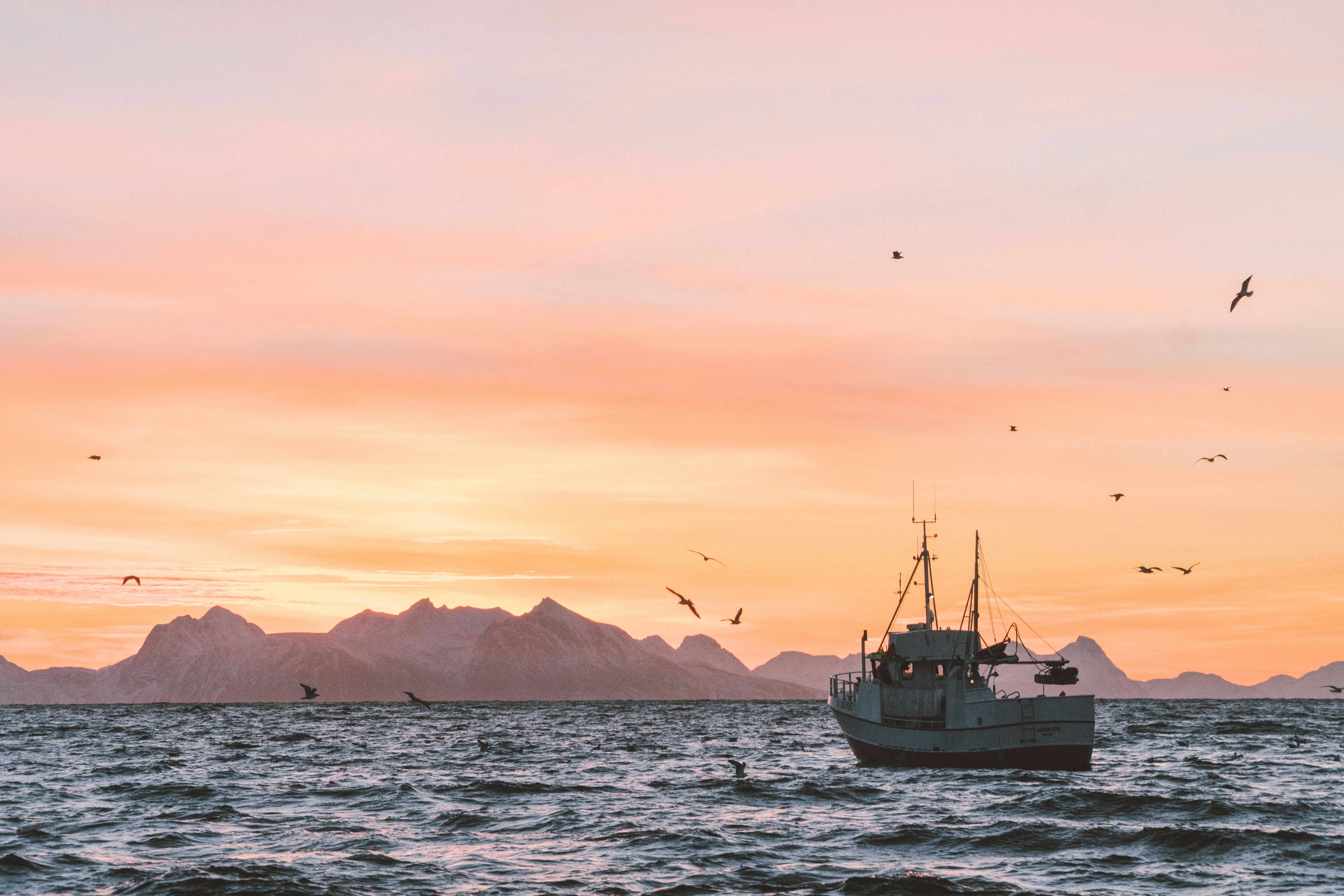 Boat at pink sunset on the fjord