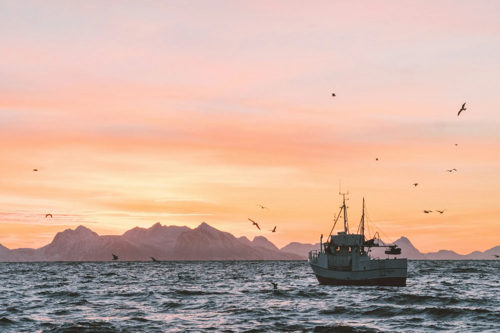 Boat at pink sunset on the fjord